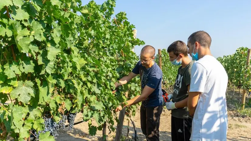 Il progetto riguarda due appezzamenti di terreno e coinvolge gli studenti - © www.giornaledibrescia.it