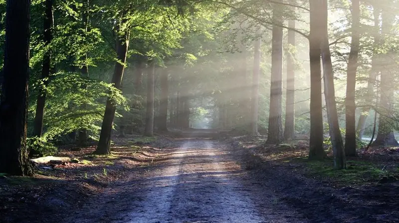 Un ampio sentiero attraverso il fitto del bosco