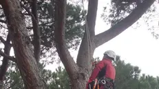 Tree climbing per potare gli alberi secolari