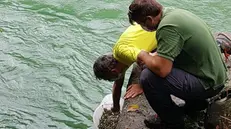 Il reinserimento delle tinche nel lago d’Iseo - © www.giornaledibrescia.it