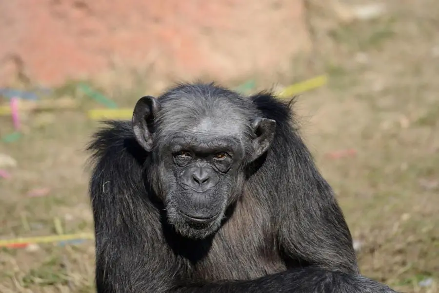 Addio a Judy, la scimpanzé più anziana d'Europa