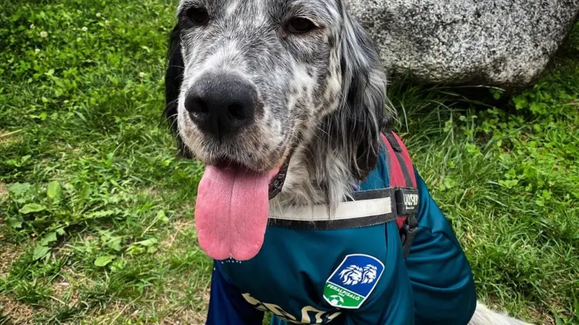 Leo, il setter mascotte della FeralpiSalò