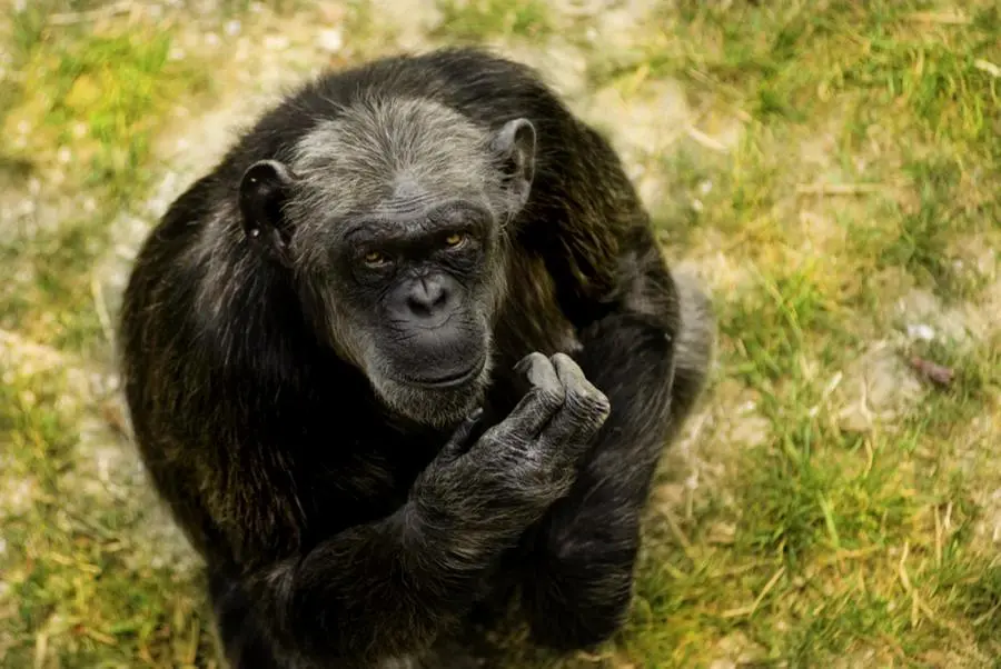 Addio a Judy, la scimpanzé più anziana d'Europa