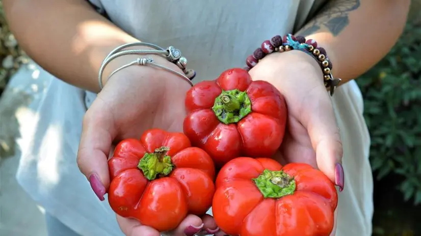 Tre esemplari di papacella napoletana - Foto © www.cercatoridisemi.com