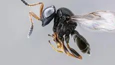 Una vespa samurai - Foto tratta da Science