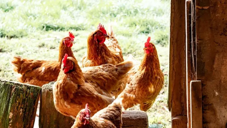 Galline al centro delle polemiche degli animalisti