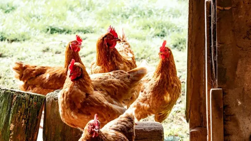 Galline al centro delle polemiche degli animalisti