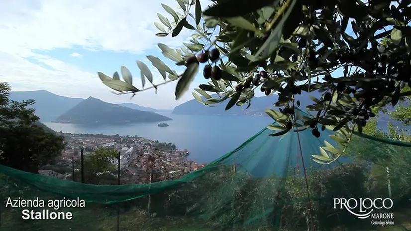La vista sul Sebino dall'azienda agricola di Marone