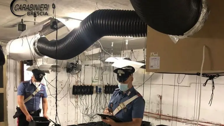 L'allestimento della serra di marijuana