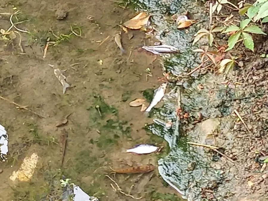 Moria di pesci a San Paolo, nella roggia Fiume
