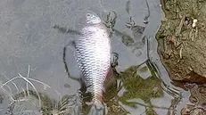 Moria di pesci a San Paolo, nella roggia Fiume