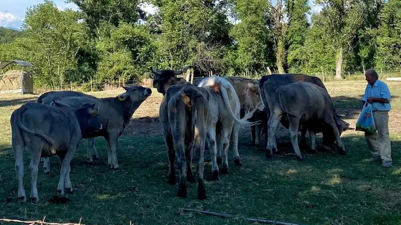 Tutti conoscono l’agricoltore e le sue mucche