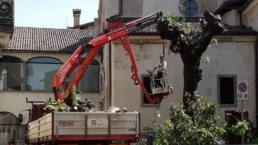 Le tre piante svettavano accanto alla Vecchia Pieve