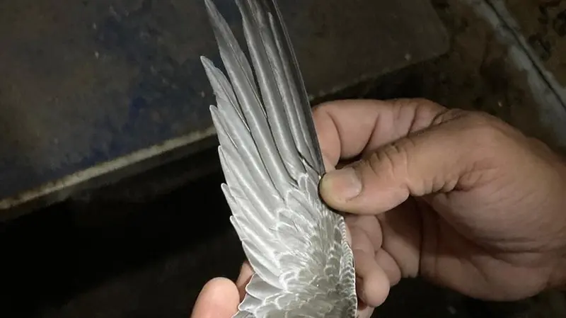 Più di cento le coppie che nidificano nella torre