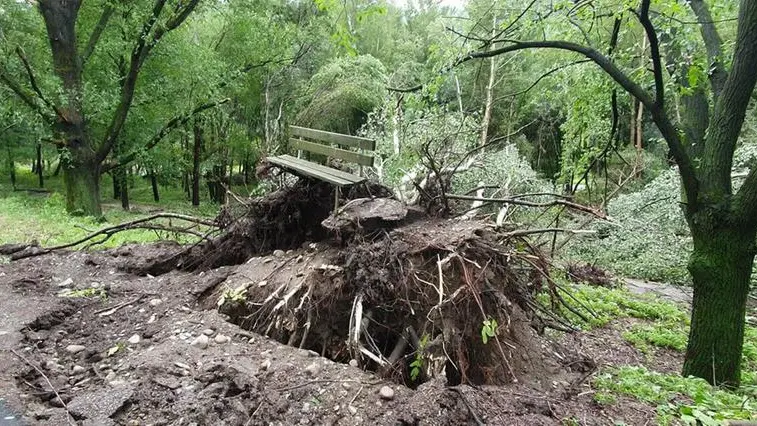 Gli alberi sradicati lungo la ciclovia dell'Oglio