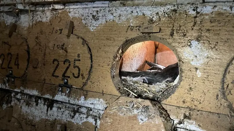 Mario Caffi censisce e «inanella» tutti gli esemplari che passano dalla torre di San Paolo