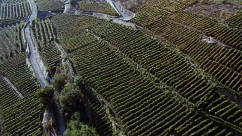 Un frame tratto da «Rupi del Vino» di Ermanno Olmi - © www.giornaledibrescia.it