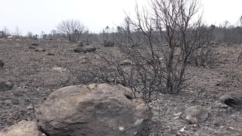 Il territorio dell’Oristanese distrutto dalle fiamme - Foto Ansa © www.giornaledibrescia.it