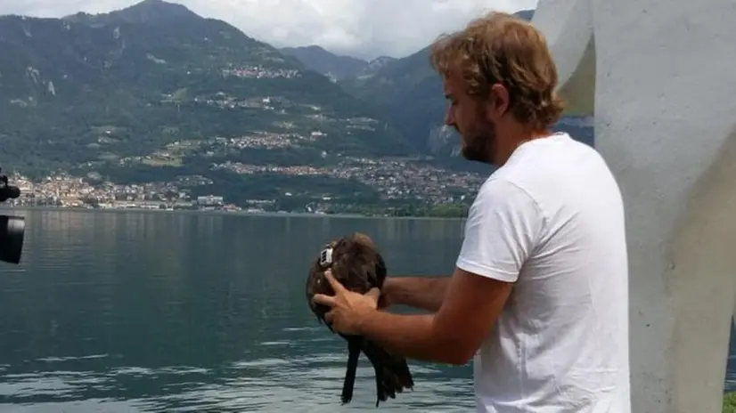 Il nibbio bruno liberato a Pisogne è stato dotato di trasmettitore satellitare - © www.giornaledibrescia.it