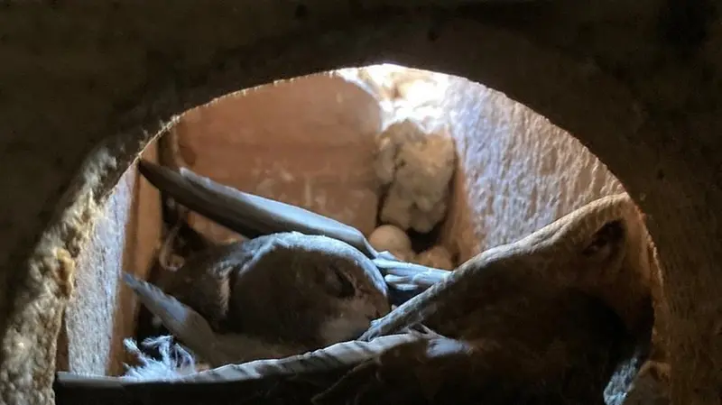 A San Paolo hanno trovato l'habitat ideale - Foto © www.giornaledibrescia.it