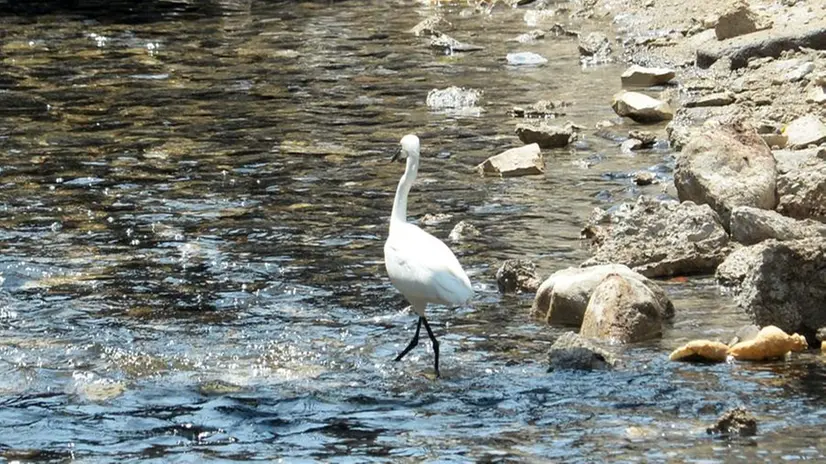 Il fiume Garza nel tratto scoperto per i lavori