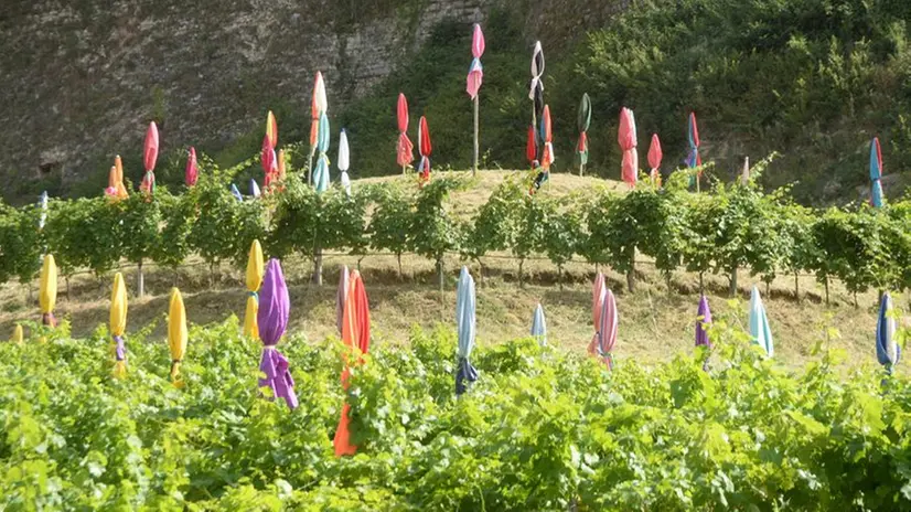 La Plage, nel vigneto spuntano gli ombrelloni