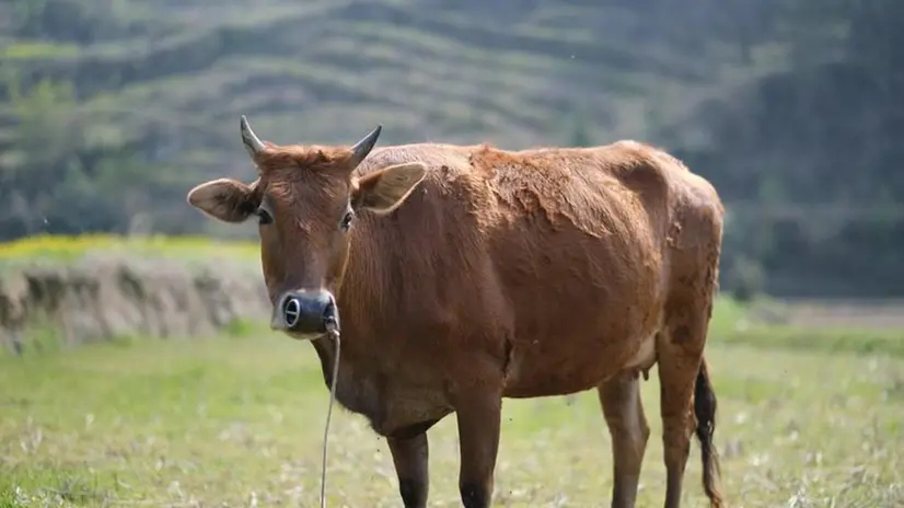 Una mucca (foto di repertorio)