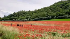 A Barcuzzi: il campo sulla strada tra Lonato e Padenghe