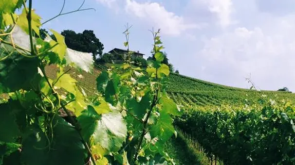 Viti di Franciacorta