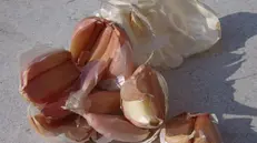 L'aglio bianco polesano - © www.giornaledibrescia.it