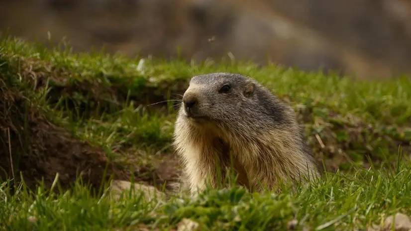 Un esemplare di marmotta che esce  della tana