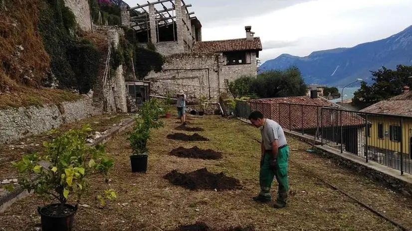 La messa a dimora di nuove piante d’agrumi nelle limonaie dell'Alto Garda - © www.giornaledibrescia.it