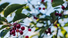 Un albero carico di ciliegie