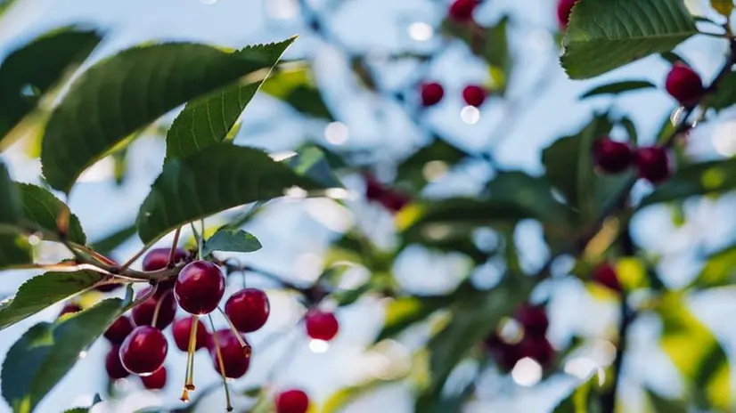 Un albero carico di ciliegie