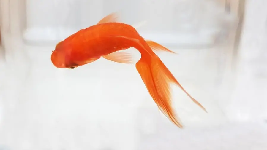 Un pesce rosso