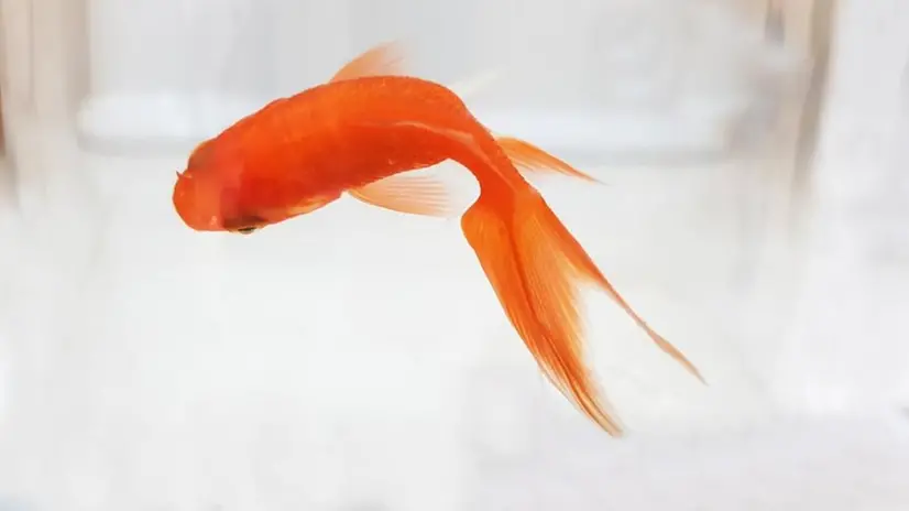Un pesce rosso
