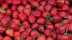 Le fragole stanno per entrare nella loro migliore stagione