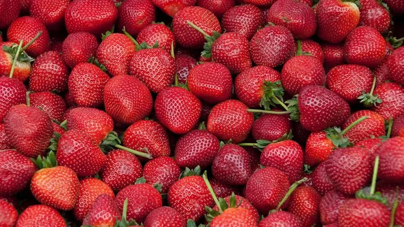 Le fragole stanno per entrare nella loro migliore stagione