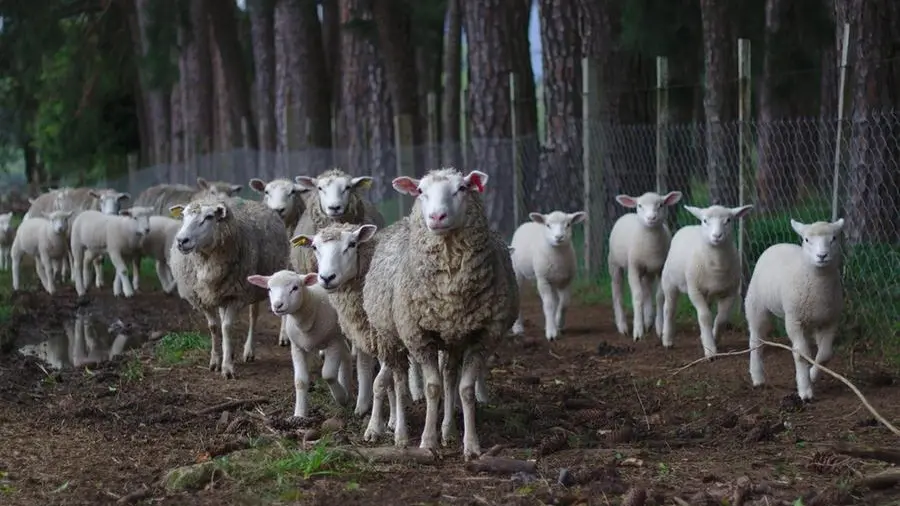 Nel Bresciano sono duemila gli allevamenti di ovicaprini