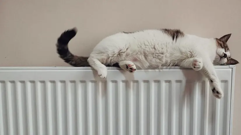 Un gatto sul termosifone - Foto © www.giornaledibrescia.it