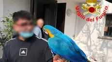 Il pappagallo salvato a Castel Mella