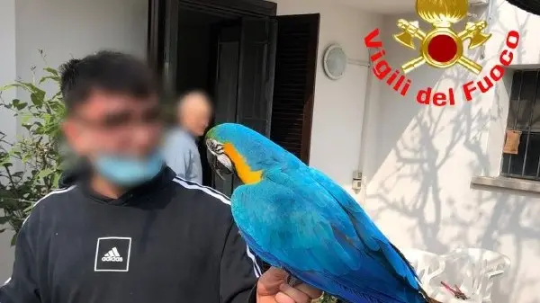 Il pappagallo salvato a Castel Mella