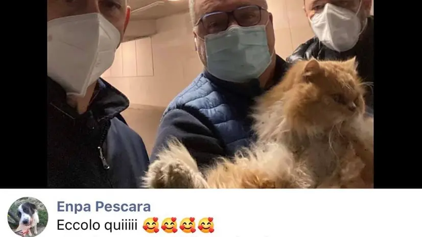 Il gatto Grisù