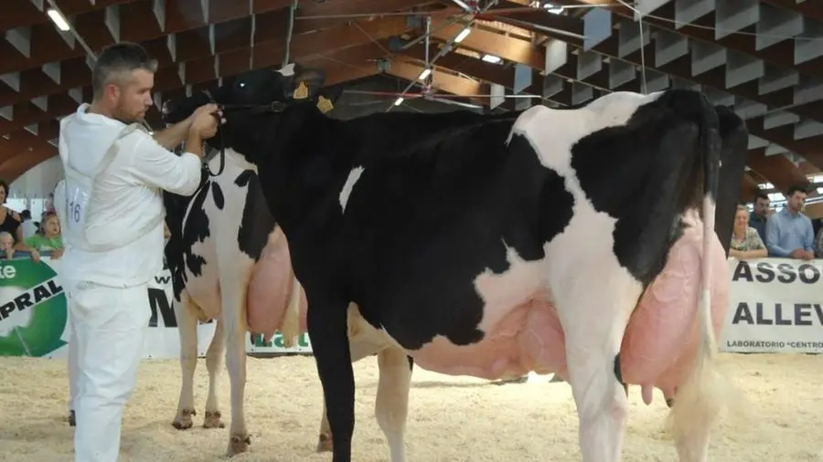 In mostra a Montichiari, dal 5 al 7 novembre, le eccellenze italiane e internazionali della zootecnia