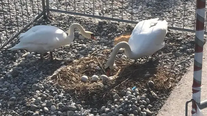 Il nido dei cigni a Desenzano con le uova deposte - © www.giornaledibrescia.it