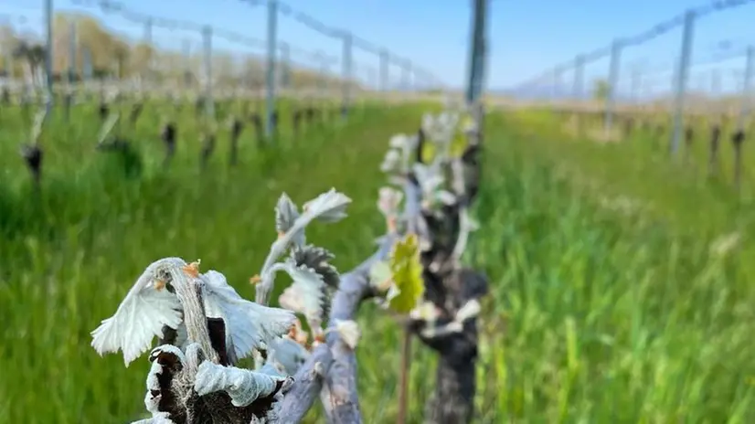 Così sono ridotte le viti di Marzemino a Capriano del Colle - © www.giornaledibrescia.it