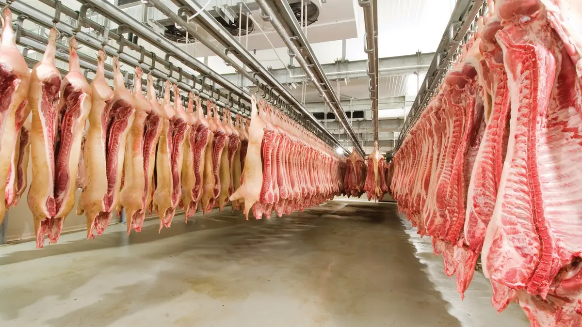 Api Suina Rischio Covid, la Cina blocca la carne suina bresciana | Giornale di ...