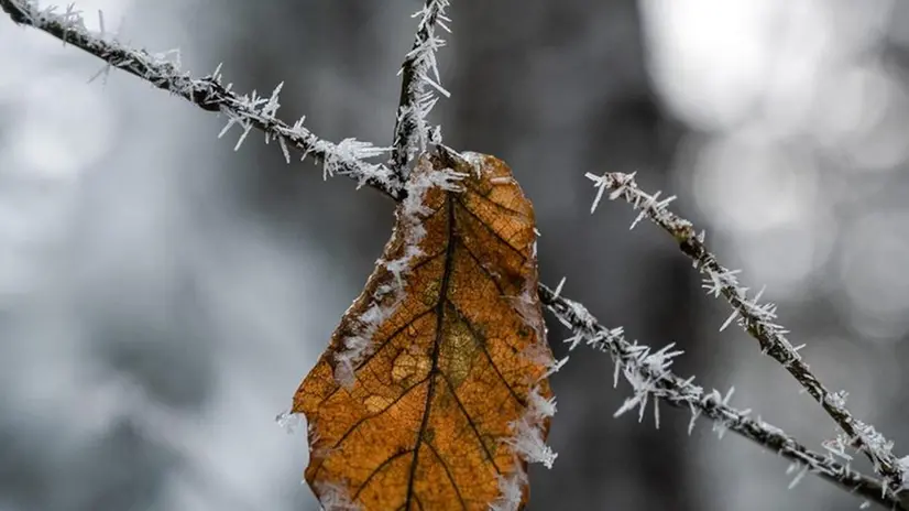 Un ramo coperto di aghi di ghiaccio - © www.giornaledibrescia.it