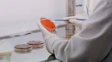 Coltivazione in vitro in un laboratorio - © www.giornaledibrescia.it