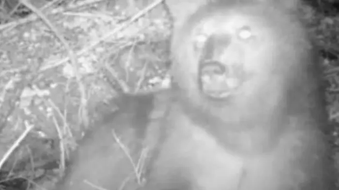 L'orso M54 in Val Paghera - © www.giornaledibrescia.it